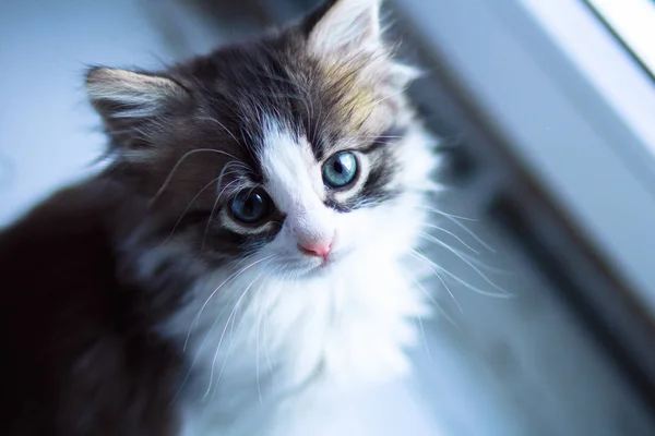 Portrait of the muzzle of a small cat sitting on the windowsill near the window — Stock Photo, Image