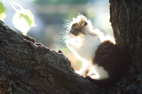 Profiel van een kleine kitten in de natuur in de zon op een boom — Stockfoto