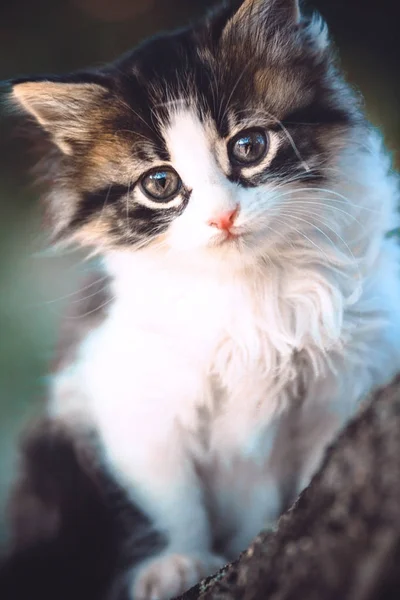 Portrait of a kitten sitting on nature on a tree — Stock Photo, Image