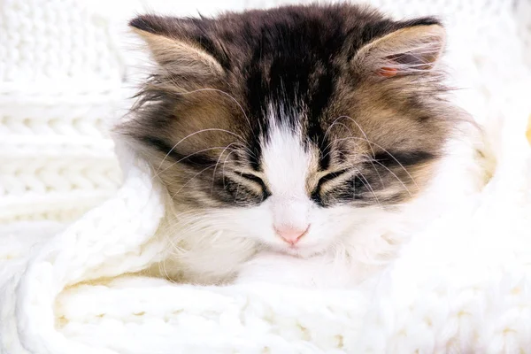 Retrato de un gatito pequeño en un tejido a cuadros blanco —  Fotos de Stock