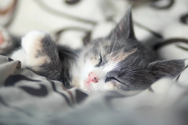 Porträt einer Schnauze eines kleinen grauen Kätzchens, das auf dem Bett schläft — Stockfoto