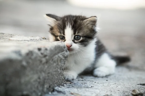 Portrait of a small lone newborn frightened kitten on a concrete floor in the yard — Stock Photo, Image