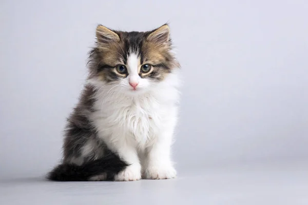 Porträt eines kleinen flauschigen Kätzchens, das direkt auf einen grauen Studiohintergrund blickt — Stockfoto