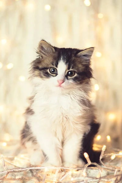 Küçük bir şirin yavru kedi üzerinde çelenk ışıkların örme bir battaniyeye kış portresi — Stok fotoğraf