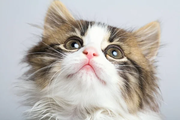 Portret kaganiec małe biało-czarna kotka patrząc — Zdjęcie stockowe