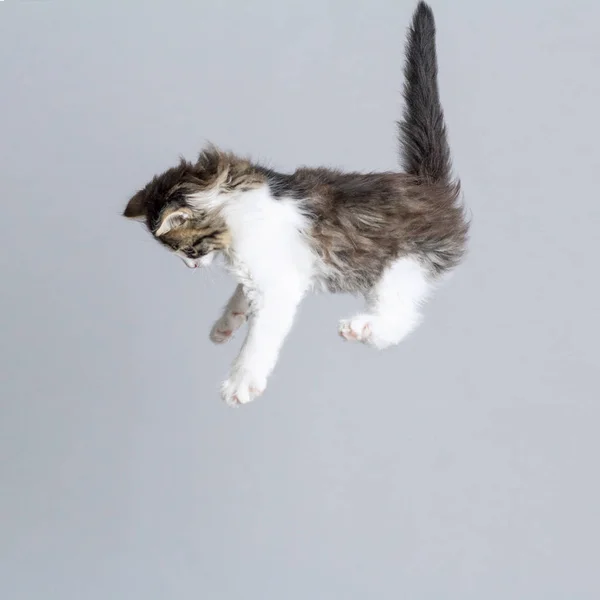 รูปภาพของลูกแมวบินอยู่บนพื้นหลังสตูดิโอสีเทา รูปสร้างสรรค์ — ภาพถ่ายสต็อก