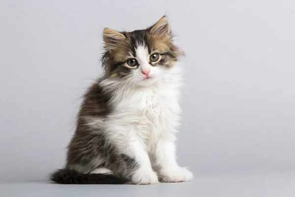 Porträt eines kleinen, flauschigen Kätzchens, das auf einem grauen Studiohintergrund aufblickt — Stockfoto