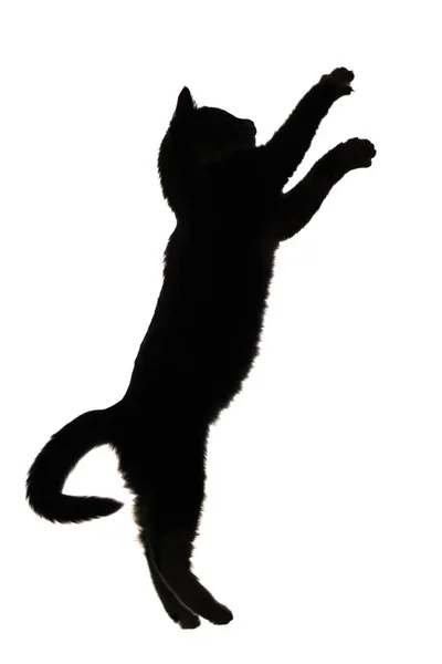 Silhouette noire et blanche de petit chaton sautant vers le haut sur fond isolé blanc — Photo