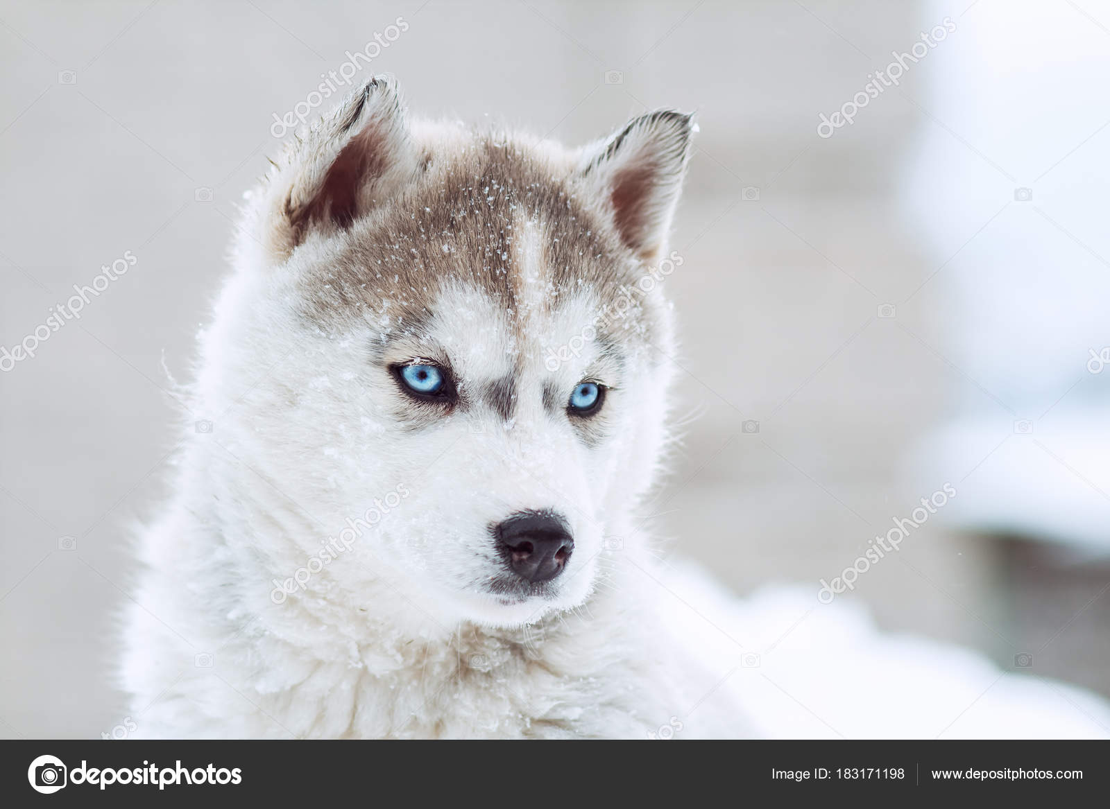 Winter Portrait Of A Cute Blue Eyed Husky Puppy Against A Snowy Nature Background Stock Photo By C Fantom Rd Winter Portrait Of A Cute Blue Eyed Husky Puppy Against A Snowy Nature Background Stock Photo By C Fantom Rd
