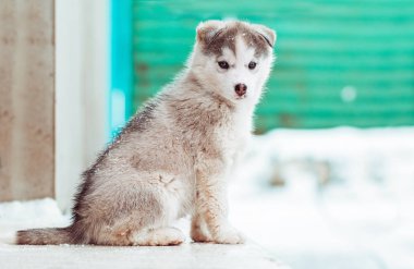 bir sevimli mavi gözlü husky köpek karlı doğa çerçevede bir kış portresi