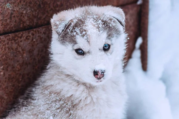 Egy aranyos kiskutya egy husky, vicces kutya a hó az orrát portréja — Stock Fotó