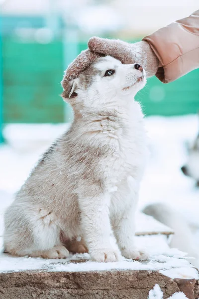 Egy aranyos hazai husky kiskutya, akinek a nő a fejét simogatva portréja — Stock Fotó