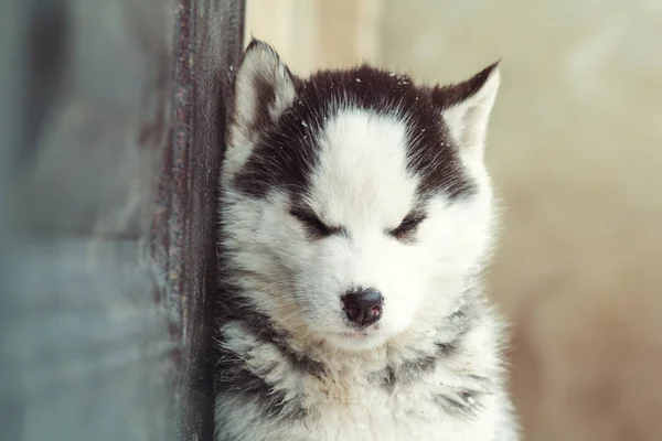 Retrato de um filhote de cachorro sonolento bonito de um husky pendurado em uma parede — Fotografia de Stock