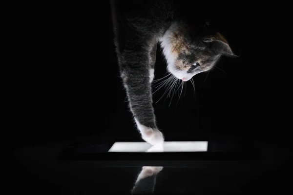 cat touches to the screen of the tablet by paw, creative perspec
