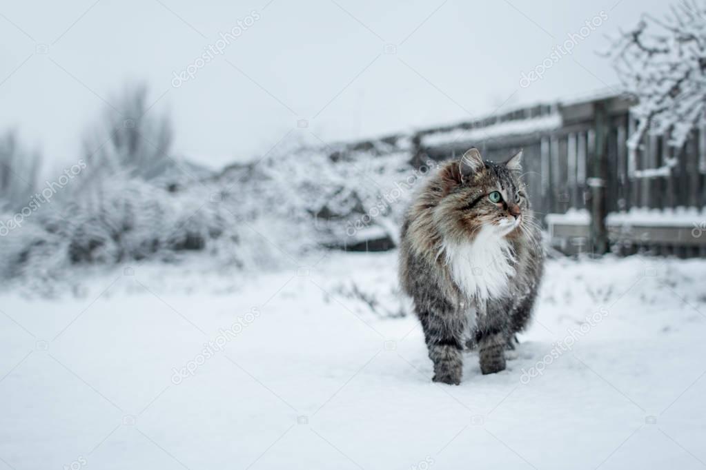 Siberian cat walks in nature in a rural yard in winter