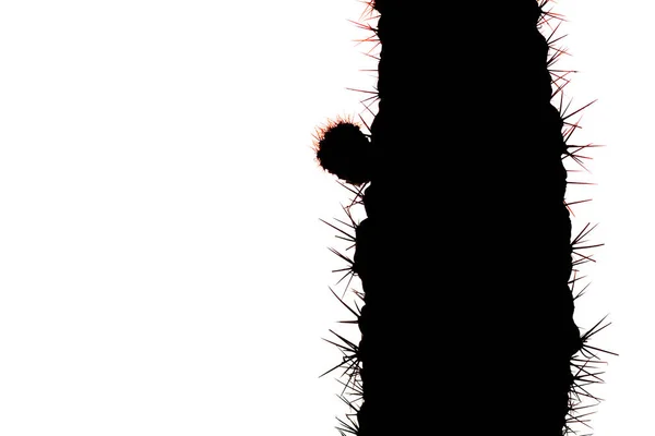 Silhouette di cactus spinoso su sfondo bianco isolato — Foto Stock