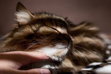 ışık perdeleri üzerinden bir kediyle portresi