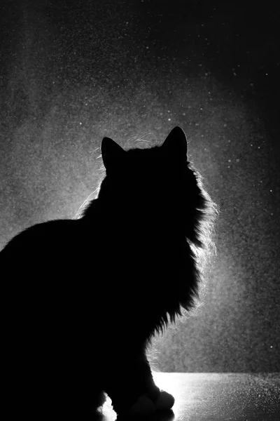 Silhouette of cat on a dark background, outlines of a pet in front of a lamp — Stock Photo, Image