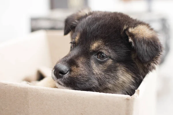 Retrato de un pequeño cachorro abandonado con ojos tristes en la calle, emociones de los animales —  Fotos de Stock