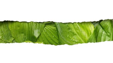 tropikal backgr üzerinde metin için yer ile yırtık beyaz kağıt şerit