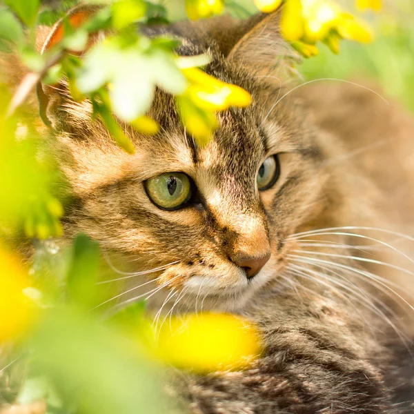 Porträt einer Katze in blühenden Büschen, Spaziergänge in der Natur im Sommer — Stockfoto