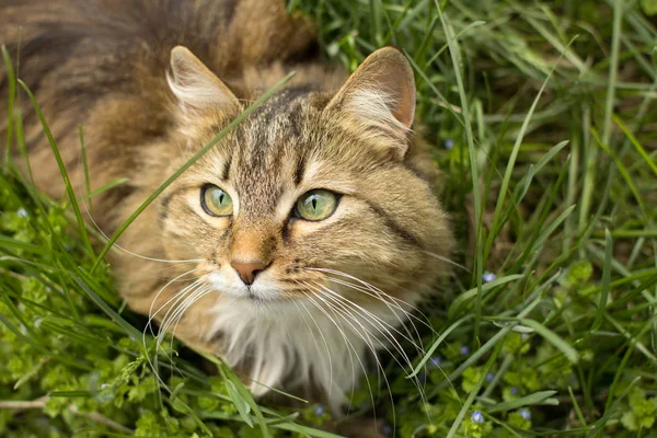 Sommaren porträtt av en katt på det gröna gräset, pet promenader utomhus — Stockfoto