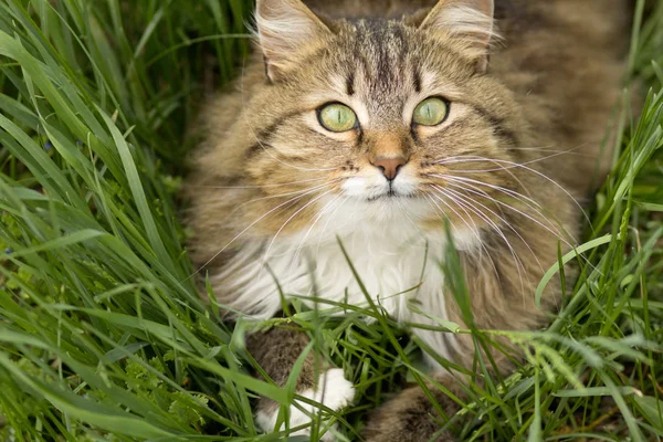 Retrato de verão de um gato na grama verde, animal de estimação andando ao ar livre — Fotografia de Stock