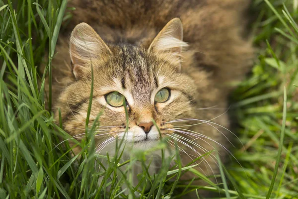 Yaz yeşil çimen, açık havada yürüyüş evde beslenen hayvan kedi portresi — Stok fotoğraf