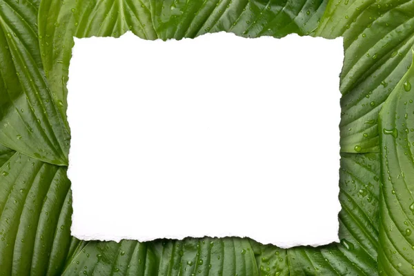 White paper frame with place for text on tropical background. Nature layout made of leaves. — Stock Photo, Image