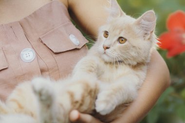 Bir kızın kollarında sevimli bir kedi, bir kızıl kedi kadın ellerinden okşar, bir kadın ve bir kedi yaz bahçesinde yürür.
