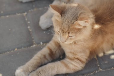 bahçede yatan sevimli zencefil kedi yavrusu portresi, kedi açık havada yürüyüş, doğada güzel evcil hayvan