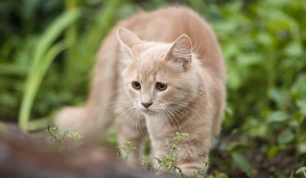 Gato Assustado Defende Atacando Gatinho Gengibre Arqueou Costas Com Medo — Fotografia de Stock