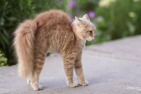 Korkmuş kedi kendini savunur ve saldırır. Kızıl kedi korkuyla sırtını kamburlaştırır. Hayvan hayatı, dışarıda yürüyen hayvanlar.