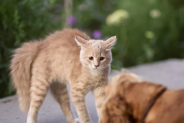 Gato assustado defende-se e atacando, o gatinho de gengibre arqueou as costas com medo de cão, vida animal, animais de estimação andando ao ar livre — Fotografia de Stock