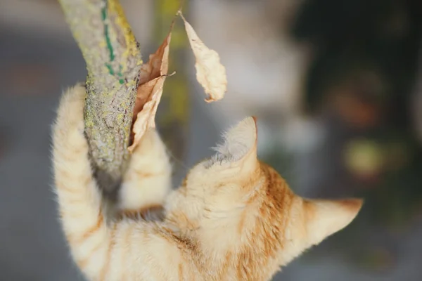 Small red kitten is climbing a branch with a dry leaf, the cat grabbed hold and scared, concept hope — 스톡 사진