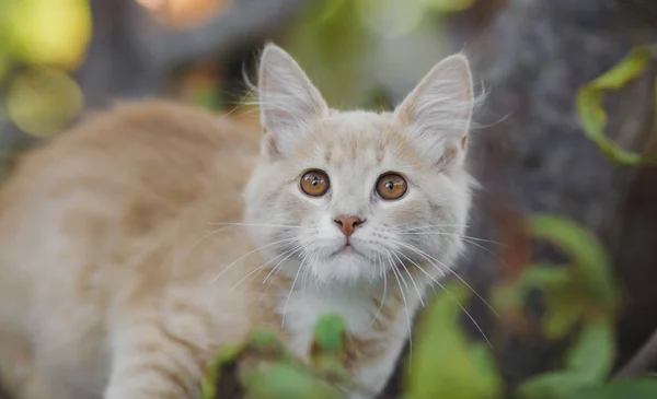Lindo jengibre gatito acostado en la sombra en un caliente verano día en el patio, el gato camina en la naturaleza —  Fotos de Stock