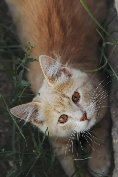 Retrato vista superior de un hermoso gato jengibre mirando hacia arriba, gatito de ojos marrones caminando al aire libre — Foto de Stock