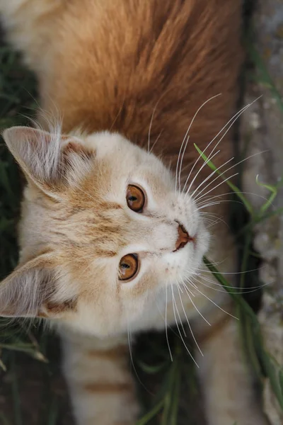 Retrato vista superior de un hermoso gato jengibre mirando hacia arriba, gatito de ojos marrones caminando al aire libre — Foto de Stock