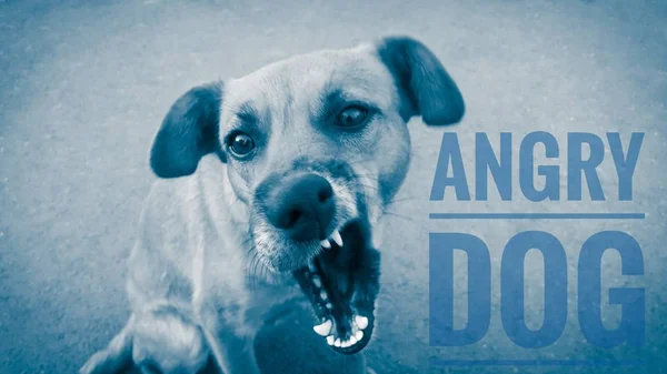 An angry stray dog barks with his mouth open, close-up and with a blue tinge, like in a nightmare, with the inscription angry dog