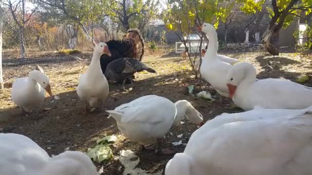 Landsbygden Gård Stora Vita Huset Gäss Mycket Hungriga Knuffar Varandra — Stockvideo