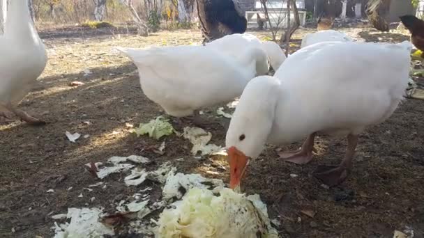 Landsbygden Gård Stora Vita Huset Gäss Mycket Hungriga Knuffar Varandra — Stockvideo