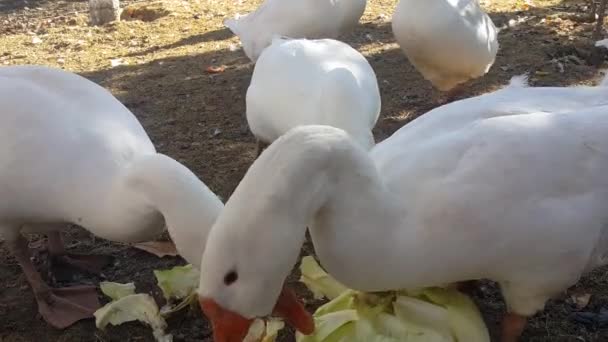 Venkově Farmě Velké Husy Bílého Domu Jsou Velmi Hladové Tlačí — Stock video