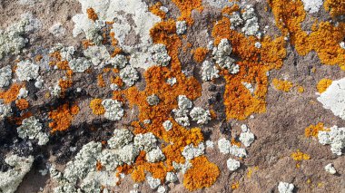 Altın ve turuncu liken, yosun ve kayanın üzerinde bir böcek..