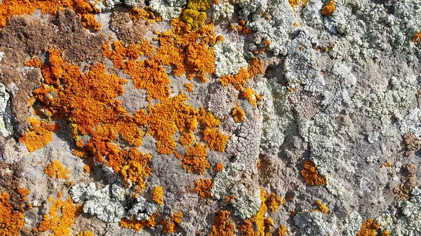 Altın ve turuncu liken, yosun ve kayanın üzerinde bir böcek..