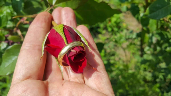 Une Rose Rouge Main Une Alliance Intérieur — Photo