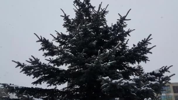 Krásné Vánoční Stromky Městě Pozemského Času Sněží Velkými Sněhovými Vločkami — Stock video