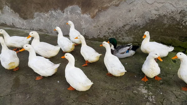 White Geese One Black Goose Walk Concrete Breeding Domestic Birds — Stock Photo, Image
