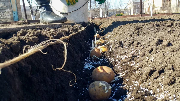 Patatesleri delikte filizlendirmek. Çiftçi toprağa filizlenmiş patates tohumları ekti. Silitra ile toprak döllenmesi. Eldivenli bir el ve lastik bir bot..