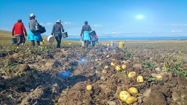 Tarlada taze organik patates. İşçiler işten sonra yemeğe gider, çiftlik işçileri patates hasat eder. Güneş ufukta parlıyor. Manzara fotoğrafçılığı, patates tarlalarına, insanlara ve göle bakmak..