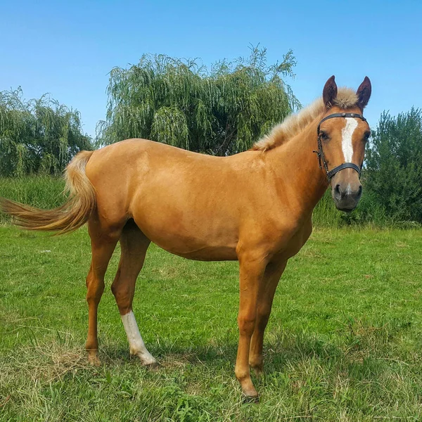 Orange Golden Horse Stute Auf Der Weide Schöne Pferde Hintergrund — Stockfoto
